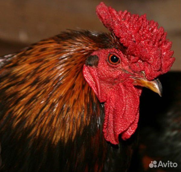 Домашнии цветные цыплята купить на Зозу.ру - фотография № 2