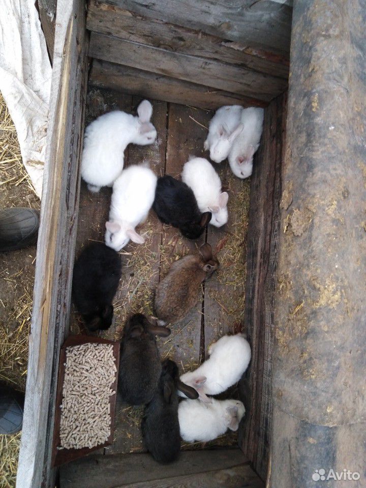 Кролики разных возростов купить на Зозу.ру - фотография № 4