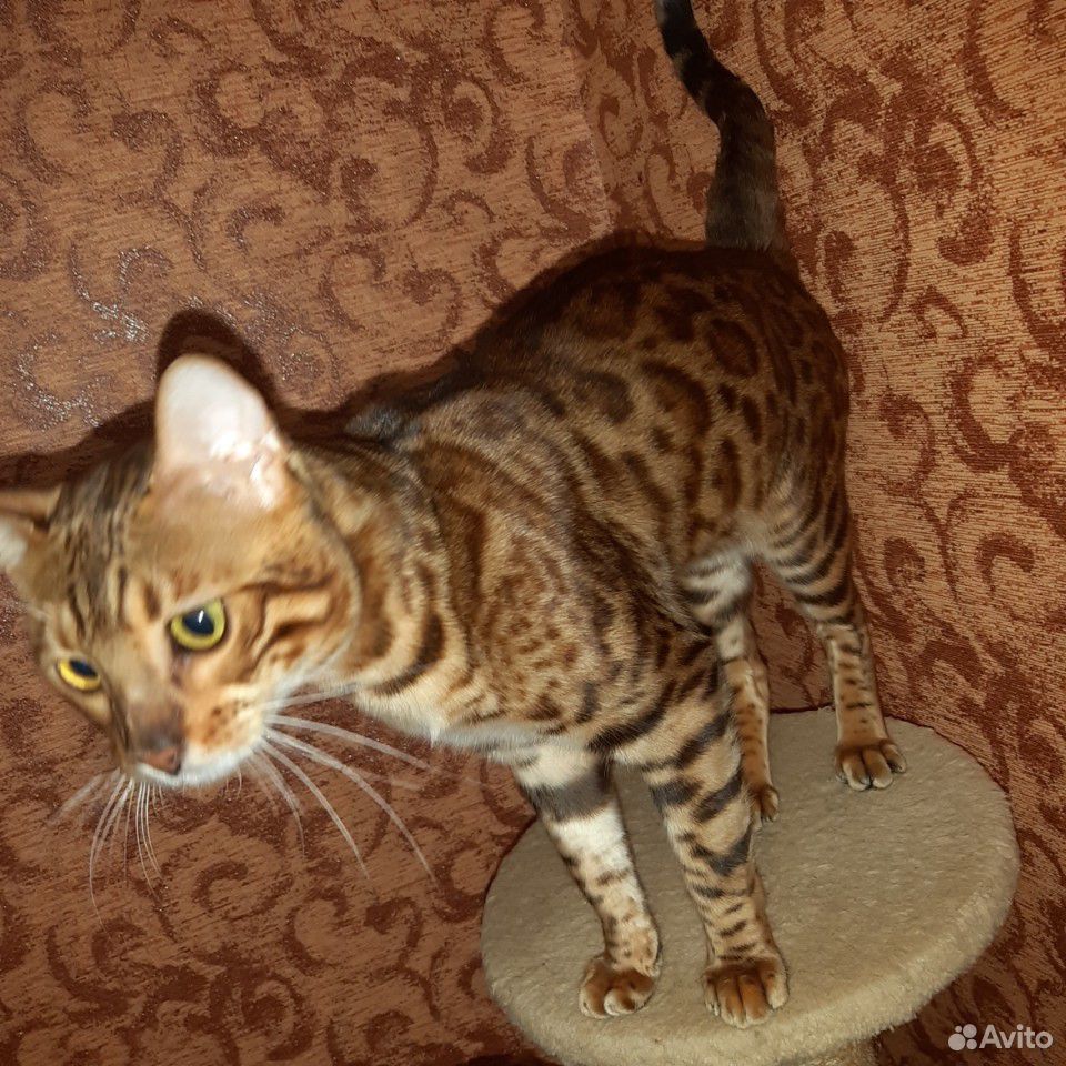 Бенгальский кот на вязку купить на Зозу.ру - фотография № 1