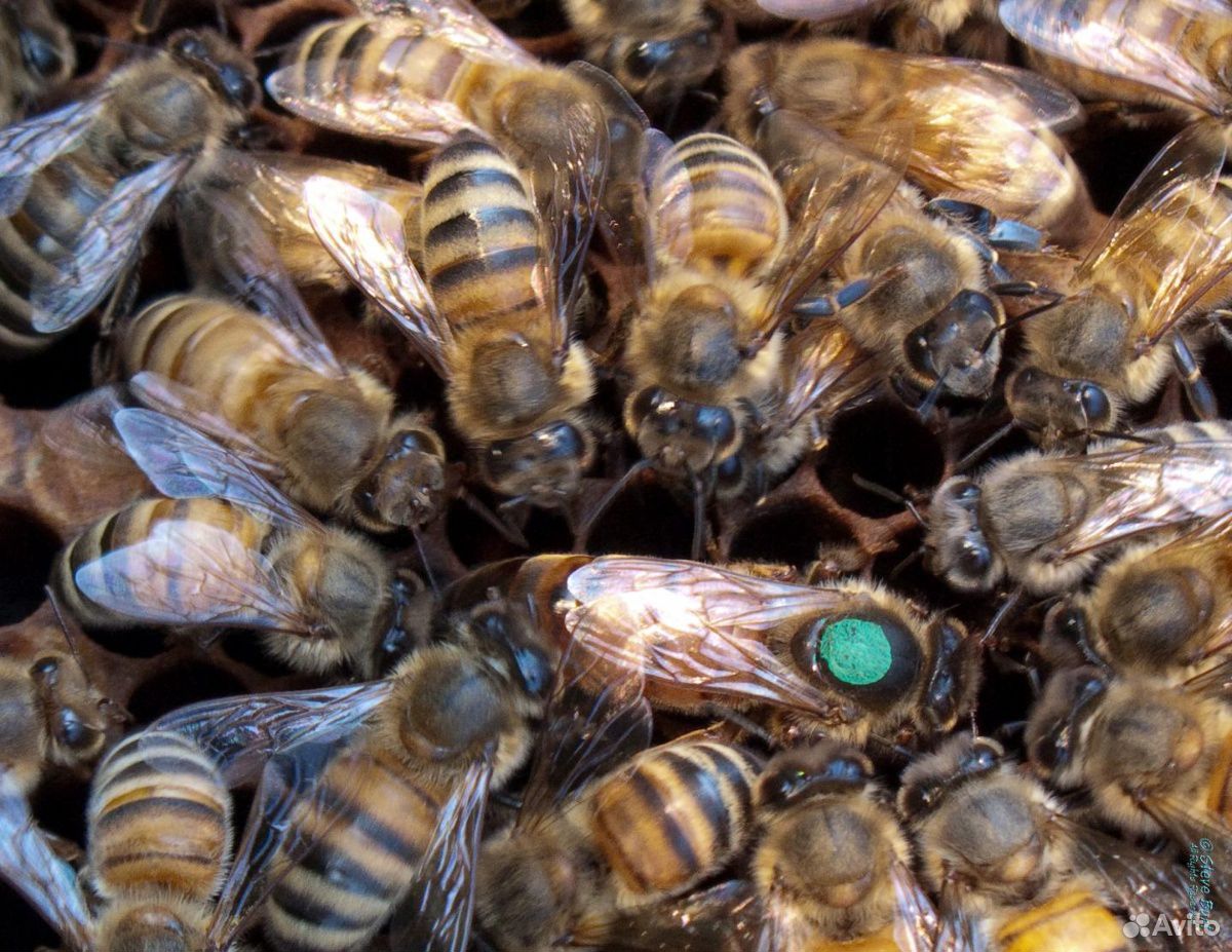Неплодные пчеломатки купить на Зозу.ру - фотография № 2