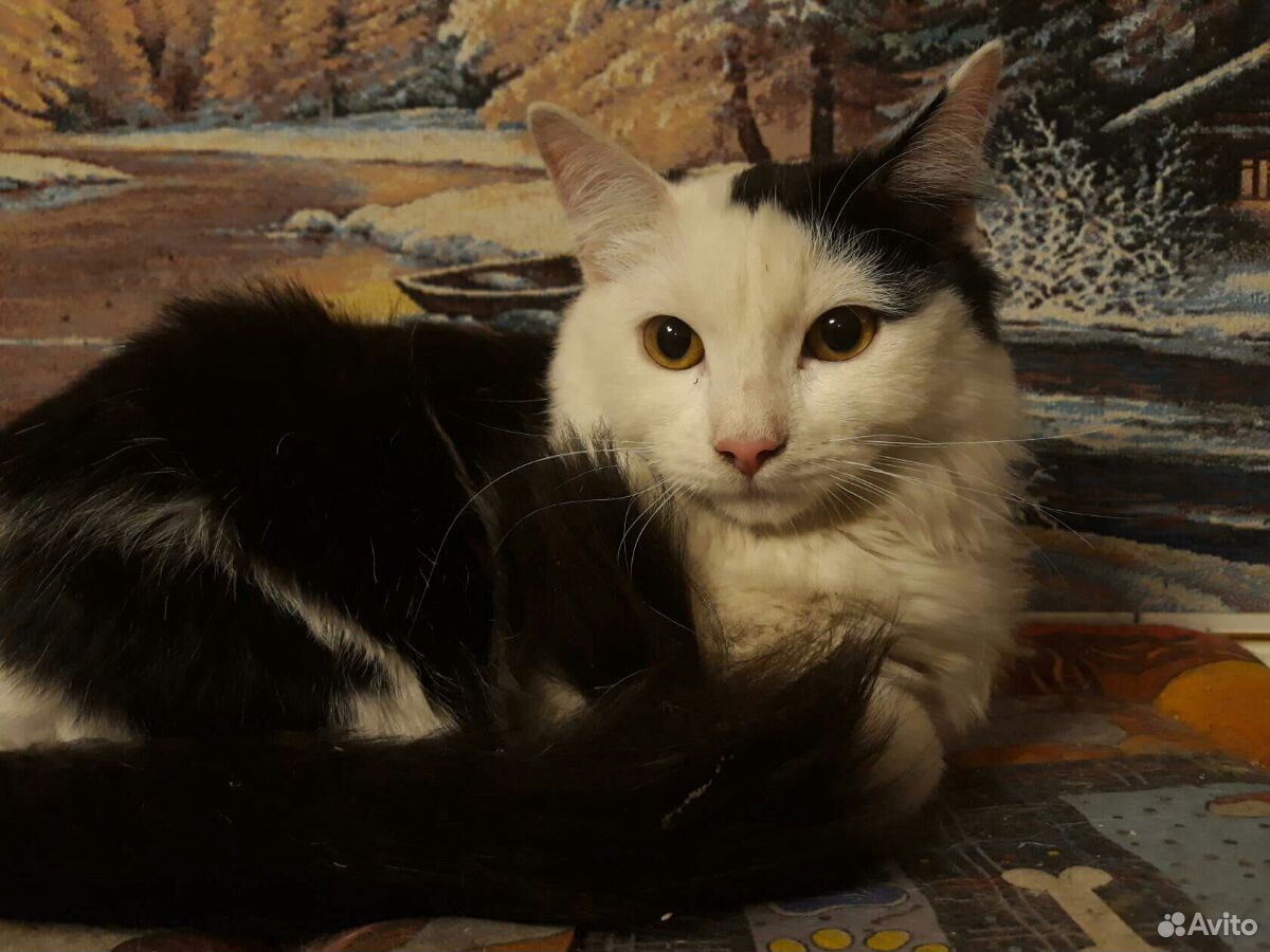 кота скай фото. кот скай. кота скай фото 2020. швейская котёнок. кота скай фото.