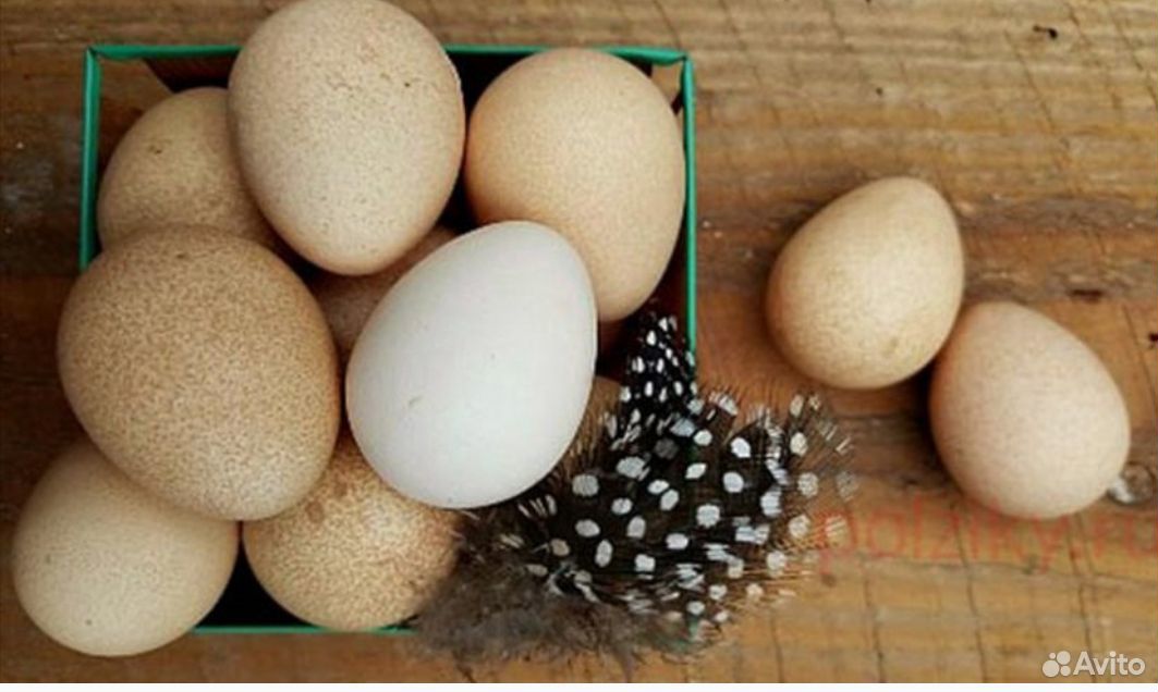 Яйца цесарки купить на Зозу.ру - фотография № 2