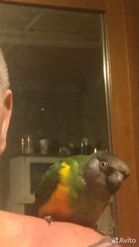 Сенегальский попугай купить на Зозу.ру - фотография № 3