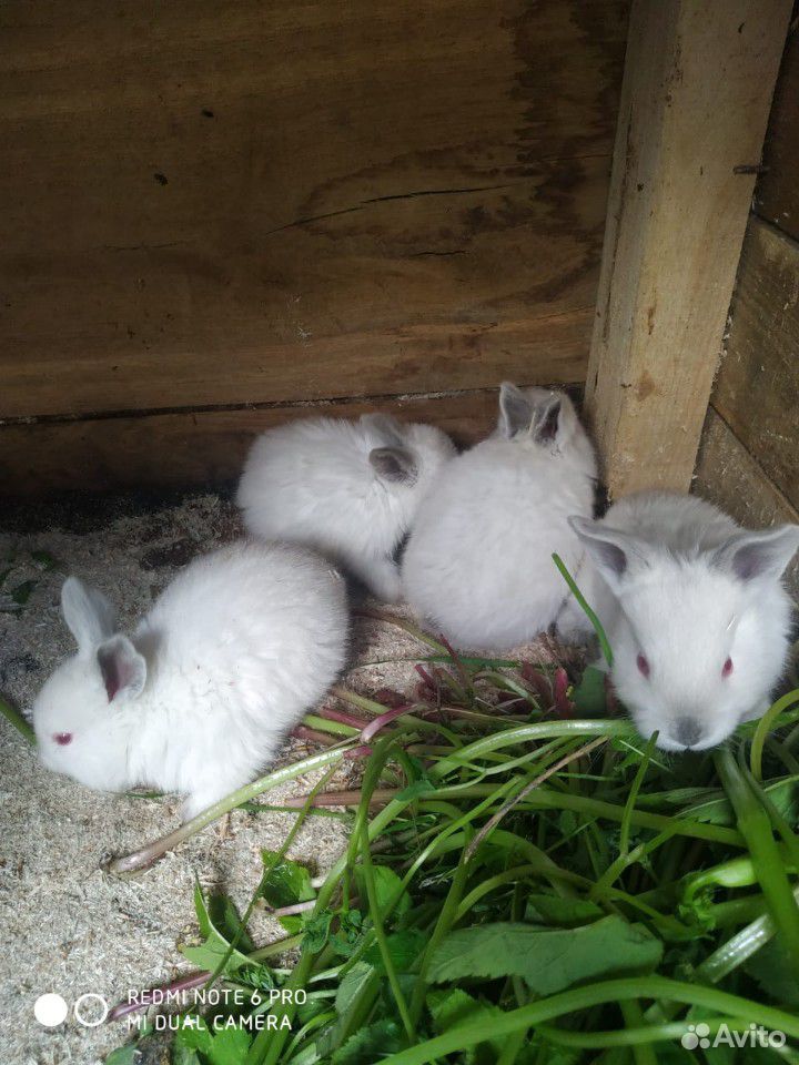 Кролики (калефорния) купить на Зозу.ру - фотография № 2