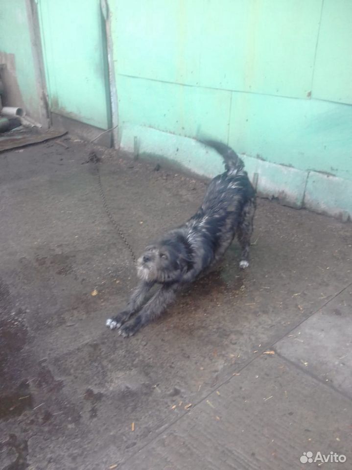 Злющий пес ищет хозяина купить на Зозу.ру - фотография № 4