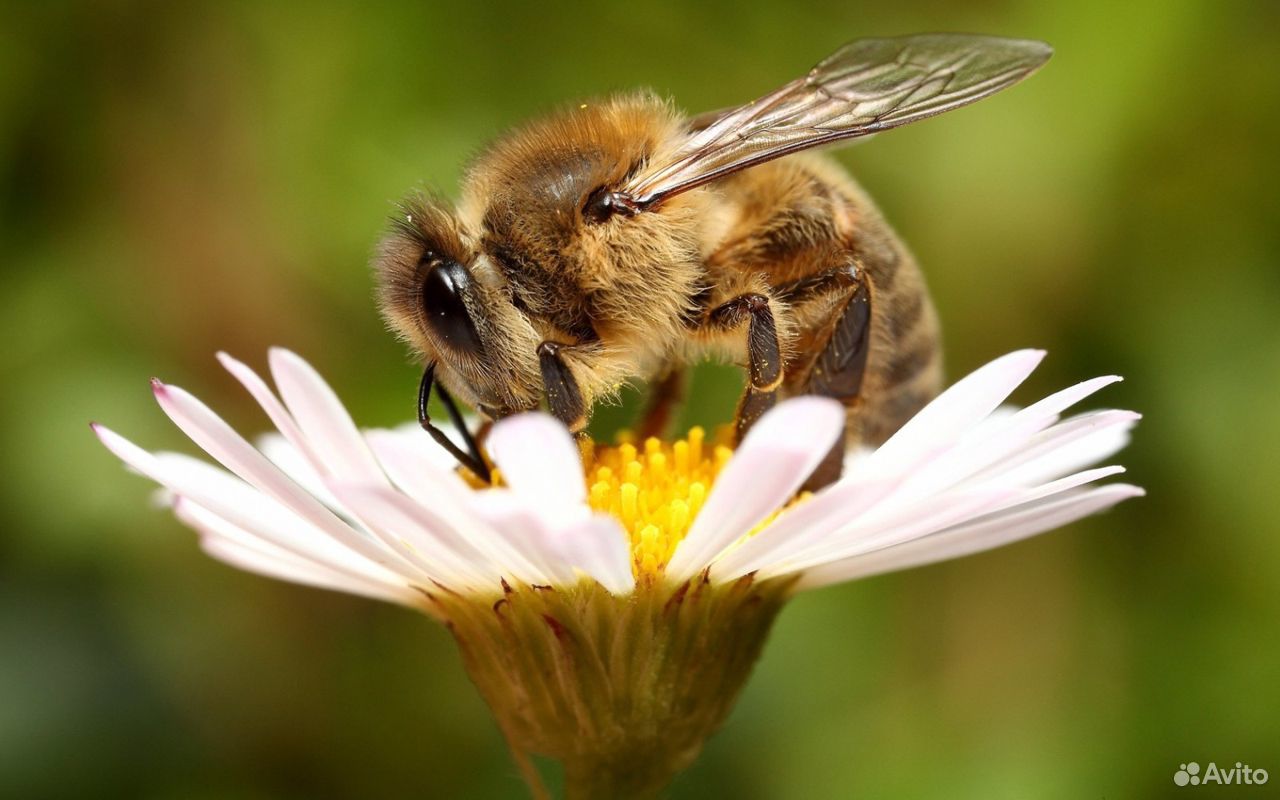 Пчелы в ульях купить на Зозу.ру - фотография № 1