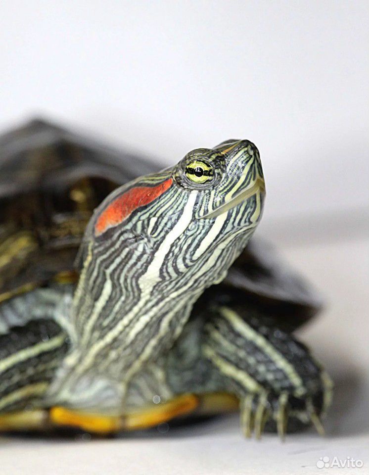 Красноухая черепаха в хорошие руки купить на Зозу.ру - фотография № 1