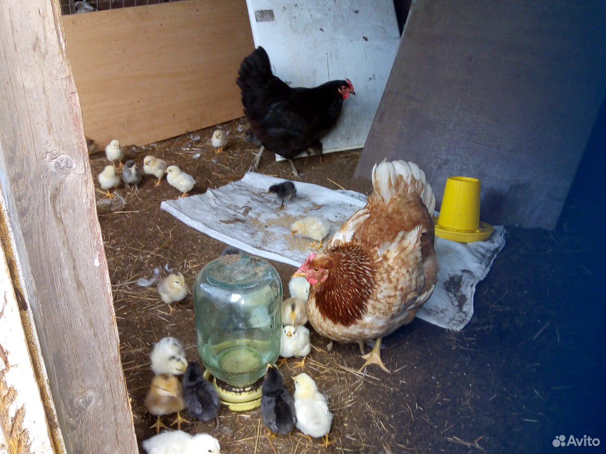Цыплята купить на Зозу.ру - фотография № 3