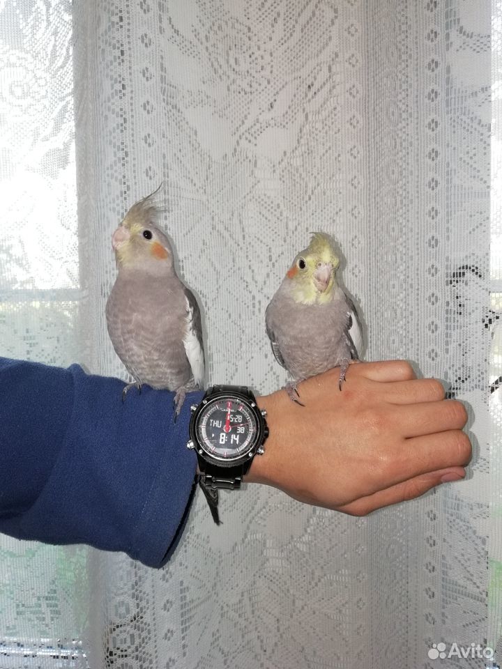 Корелла попугай купить на Зозу.ру - фотография № 2