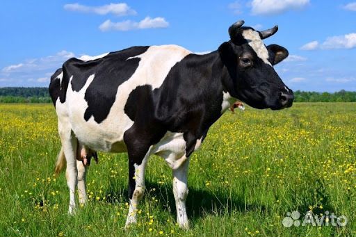 Продам корову на мясо купить на Зозу.ру - фотография № 1