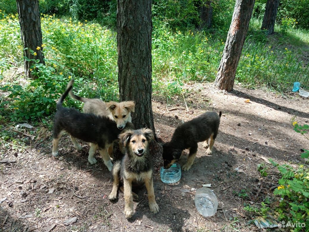 Собаку в добрые руки купить на Зозу.ру - фотография № 1