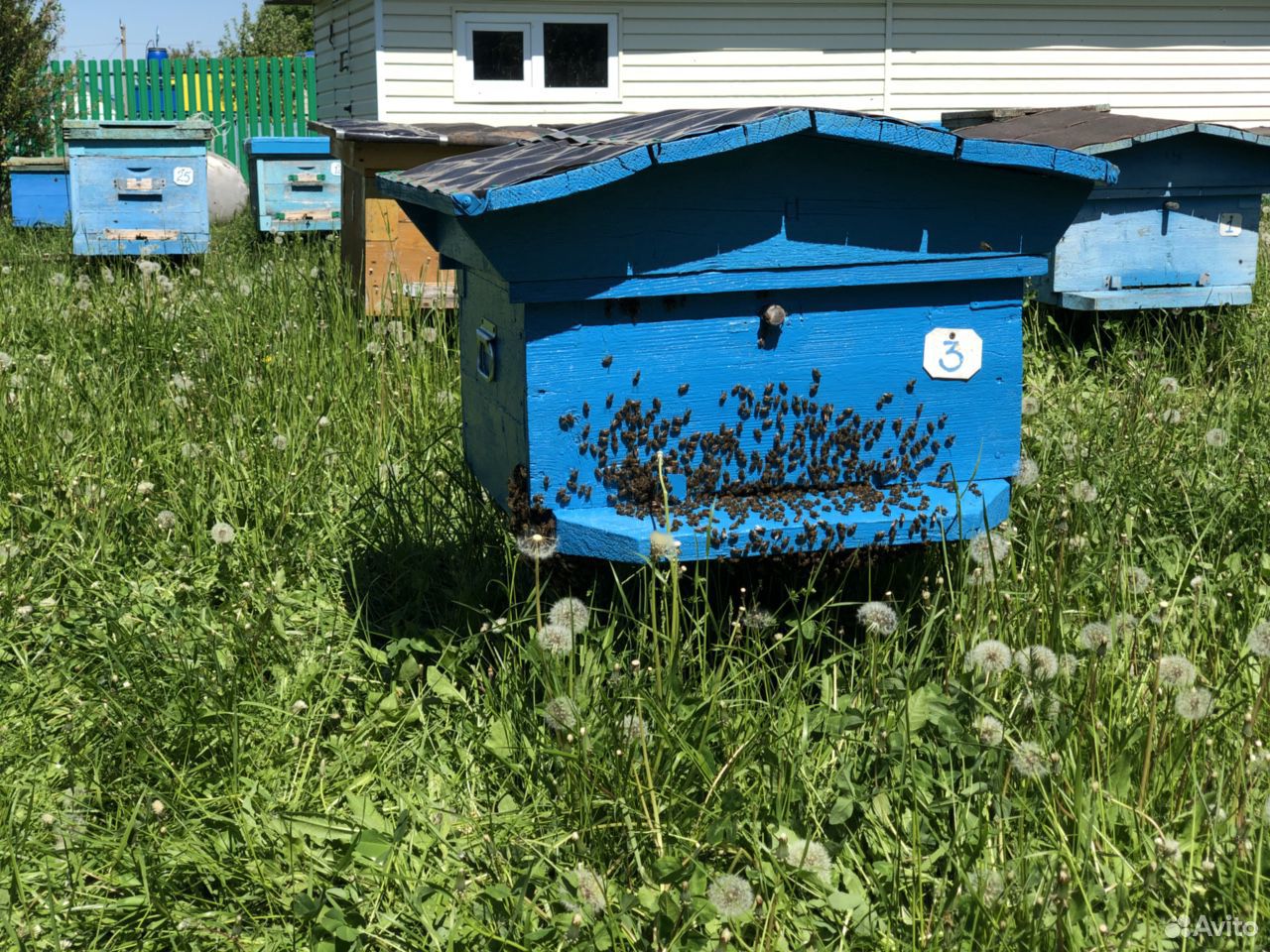 Ульи с пчёлами купить на Зозу.ру - фотография № 5