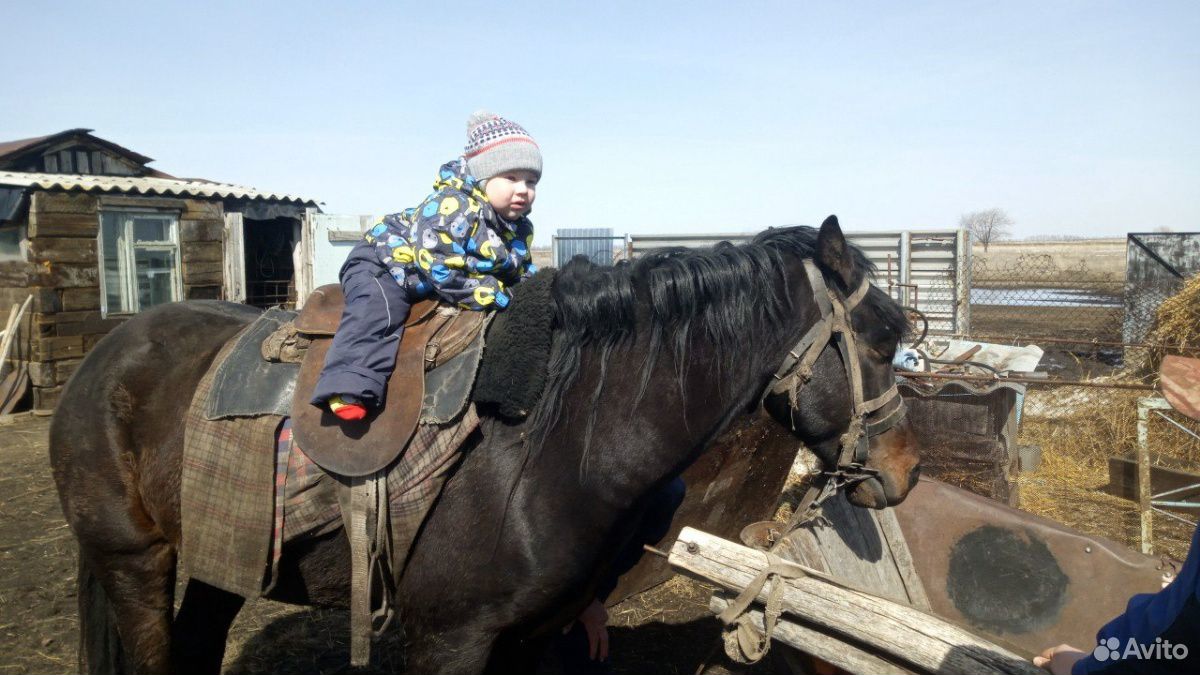 Продаётся жеребец(рабочий конь) купить на Зозу.ру - фотография № 9