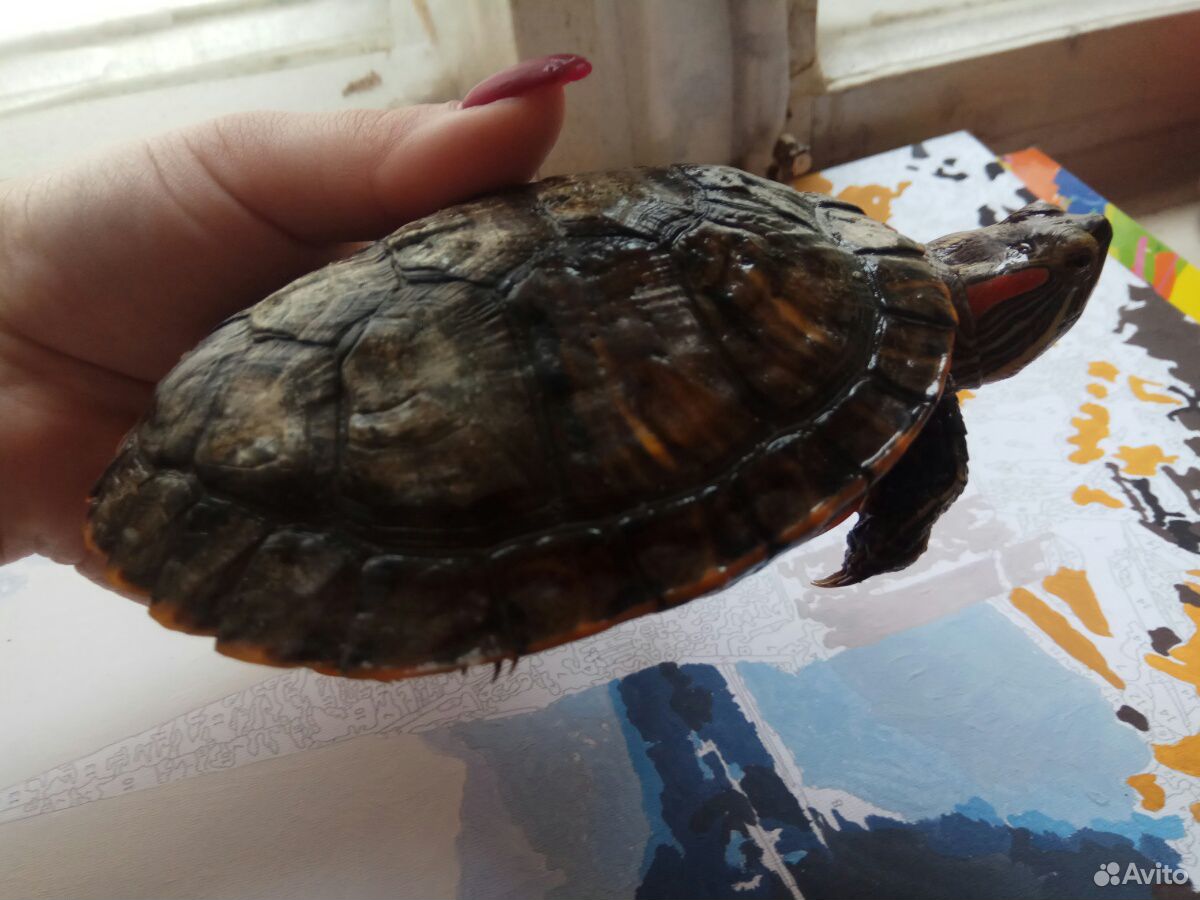 Черепаха + аквариум с подсветкой на 50 л купить на Зозу.ру - фотография № 1
