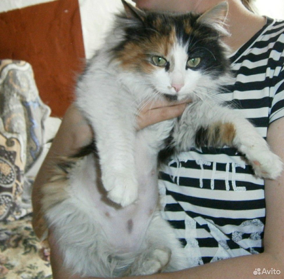 Кошечка в ответственные руки купить на Зозу.ру - фотография № 2
