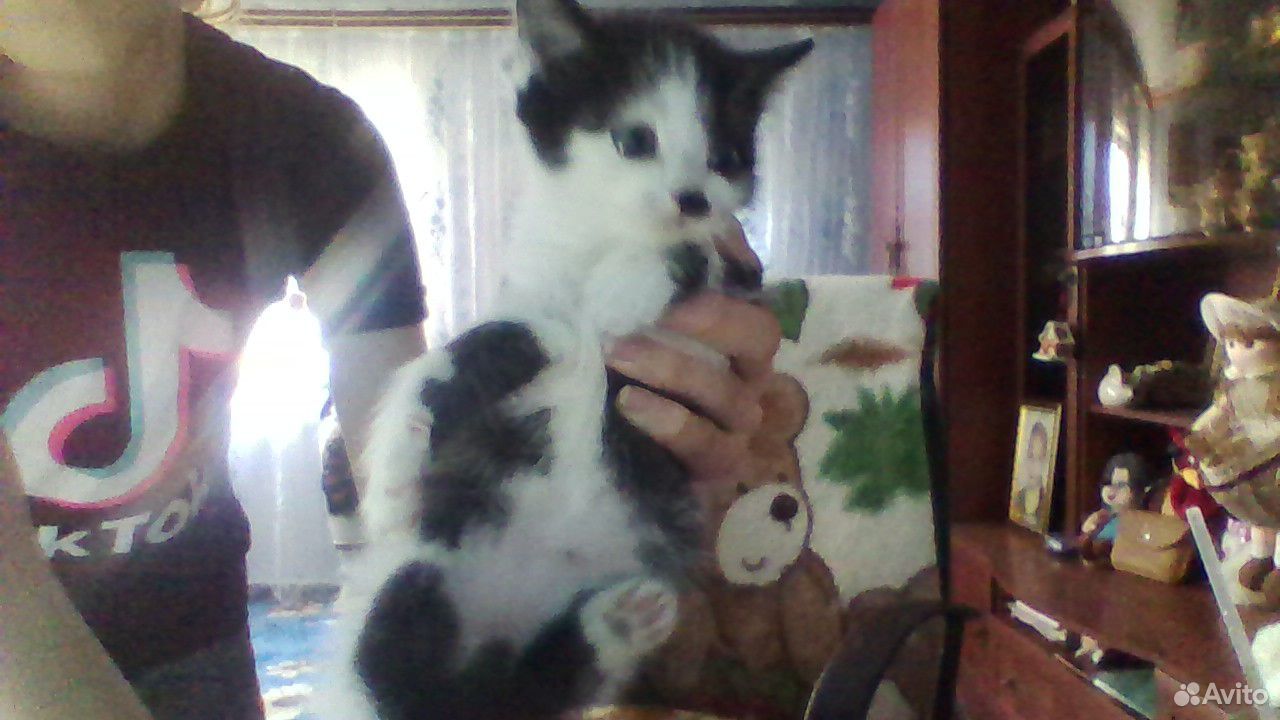 Красивые породистые котята купить на Зозу.ру - фотография № 2