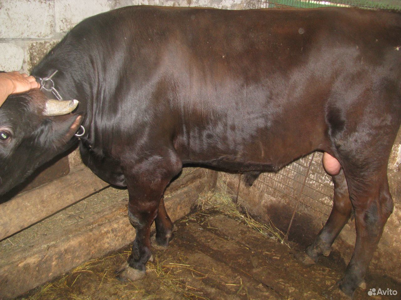 Бык, англерской мясо-молочной породы, на племя купить на Зозу.ру - фотография № 4