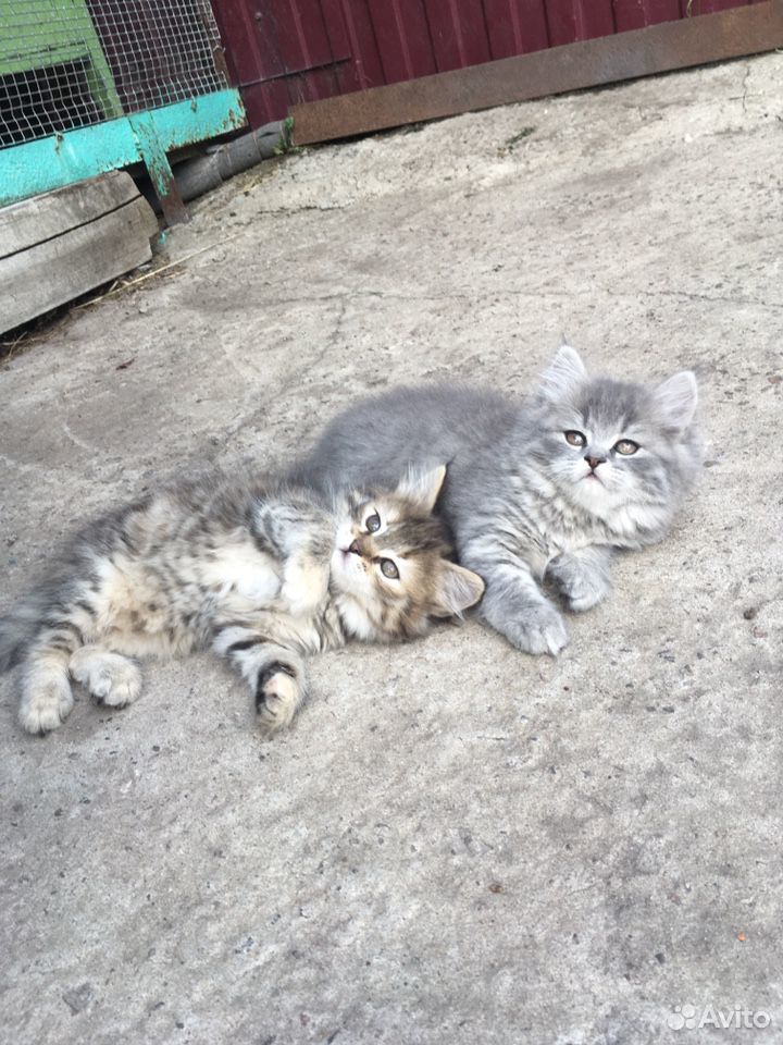 Котята,2 девочки купить на Зозу.ру - фотография № 1