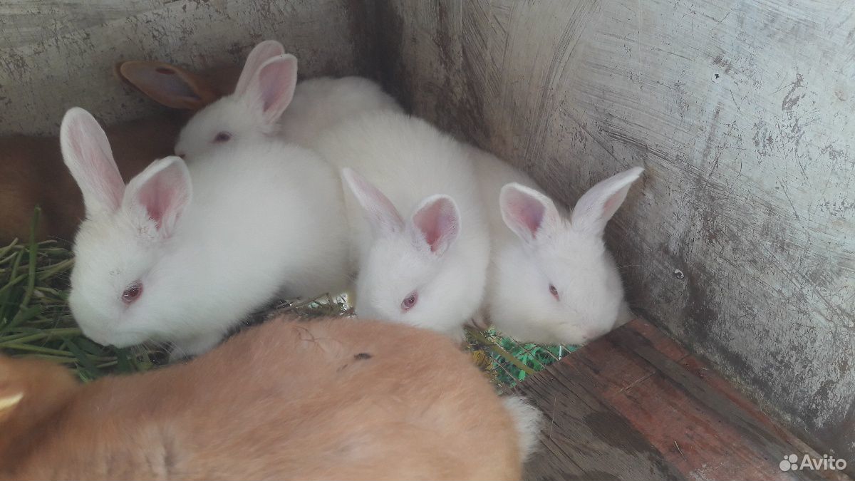 Кролики нзб(Новозиландские белые),Французкий баран купить на Зозу.ру - фотография № 4