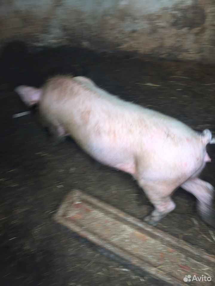Продам свиню Ландрас купить на Зозу.ру - фотография № 2