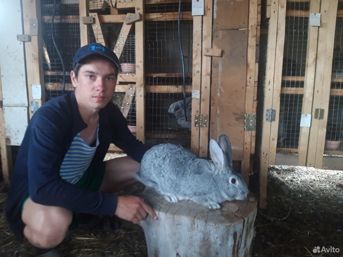 Продам кроликов породы шиншила купить на Зозу.ру - фотография № 8