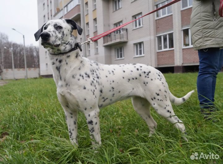 Собака в ответственные руки купить на Зозу.ру - фотография № 1
