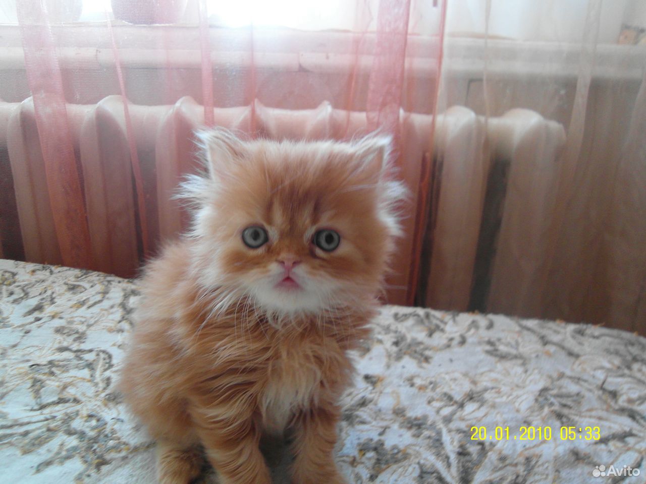 Продам персидских котят купить на Зозу.ру - фотография № 1