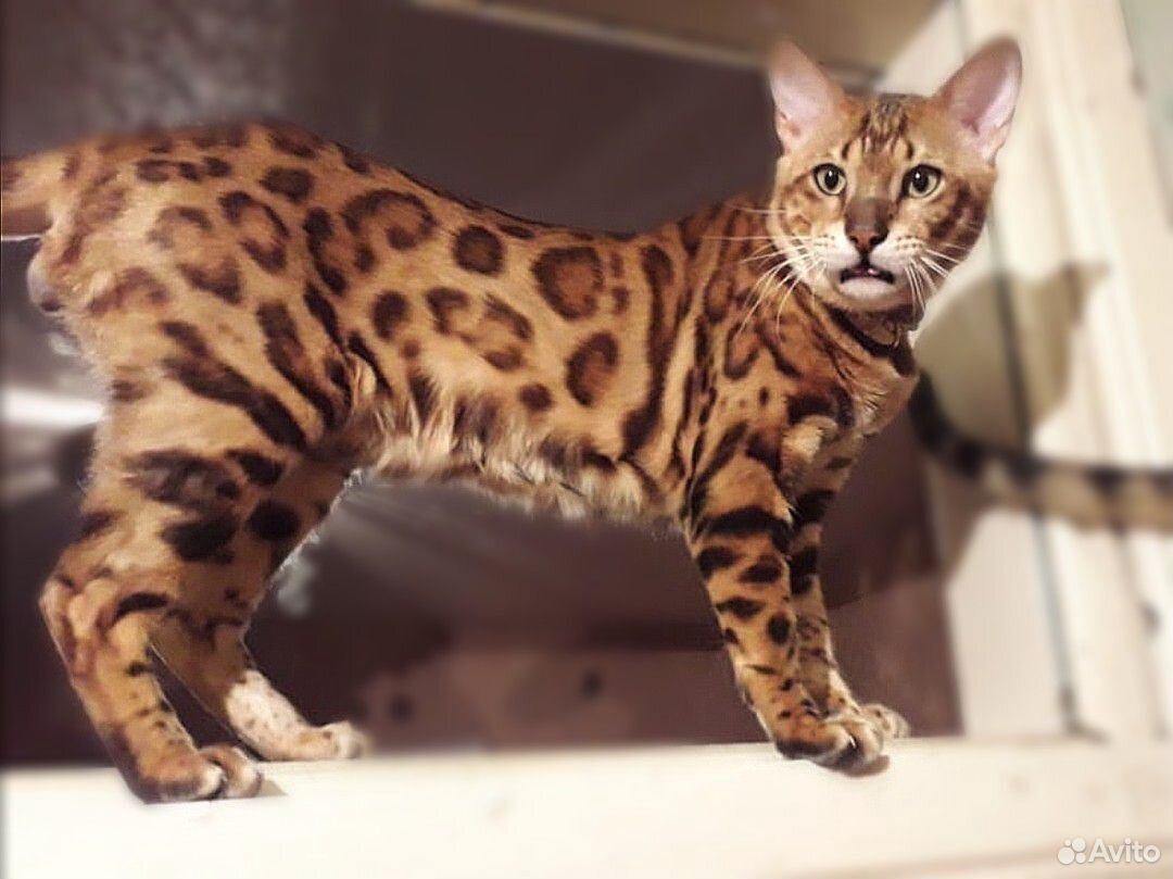 Кот бенгальский купить