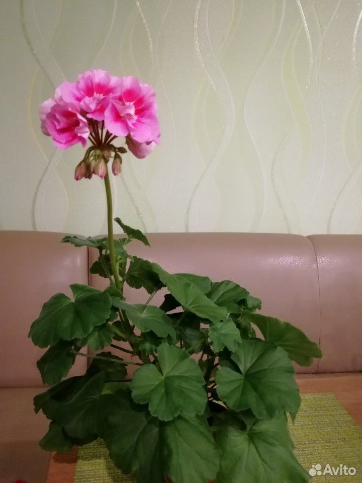 Герань (пеларгония) двухцветная розовая купить на Зозу.ру - фотография № 3