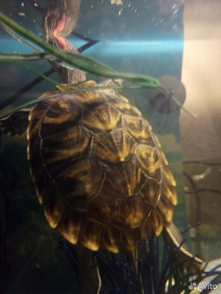 Черепахи с аквариумом купить на Зозу.ру - фотография № 1