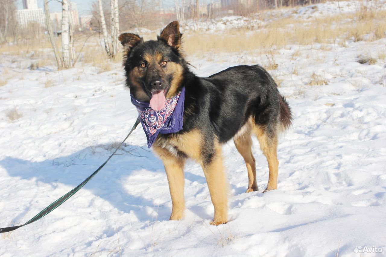 Собака для вольера, активный молодой кобель купить на Зозу.ру - фотография № 1