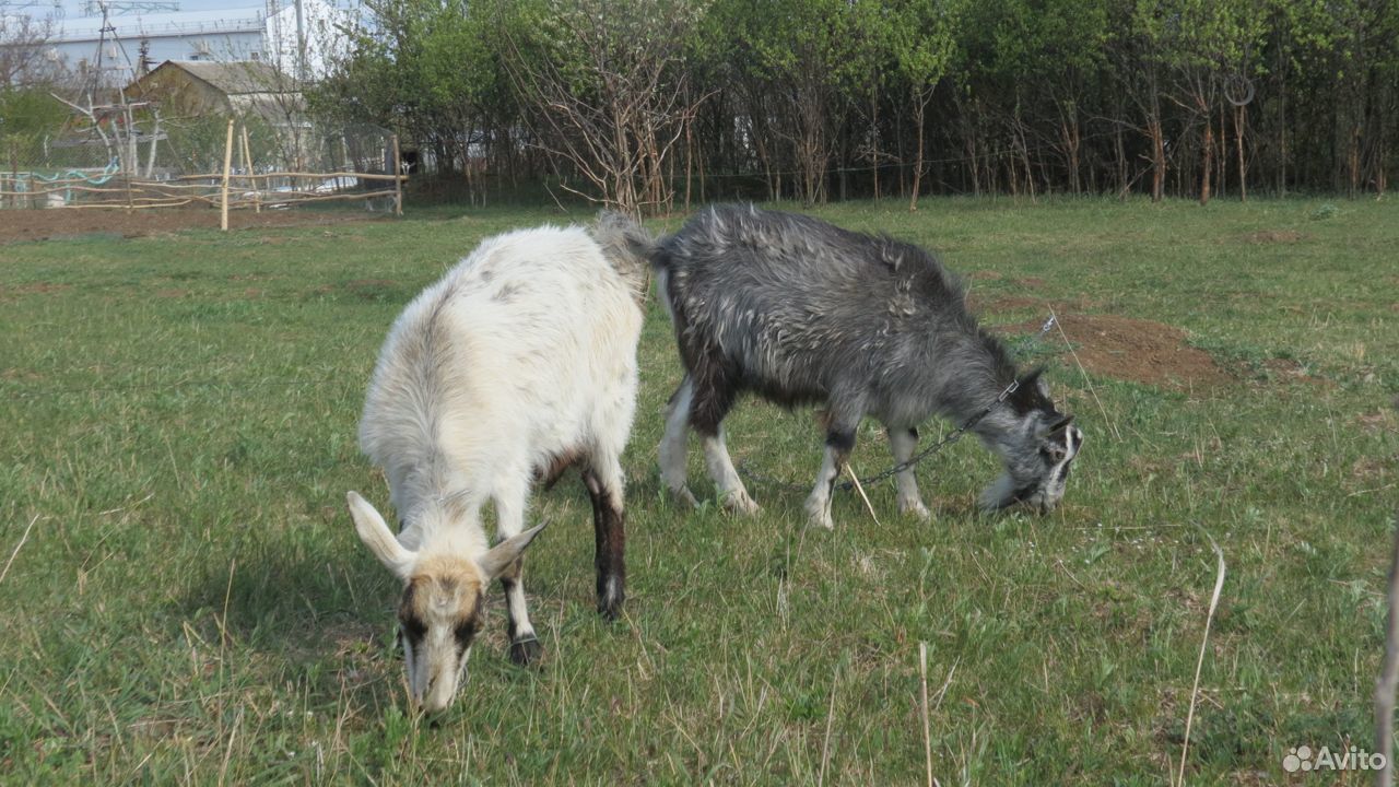 Козы, козлята купить на Зозу.ру - фотография № 2