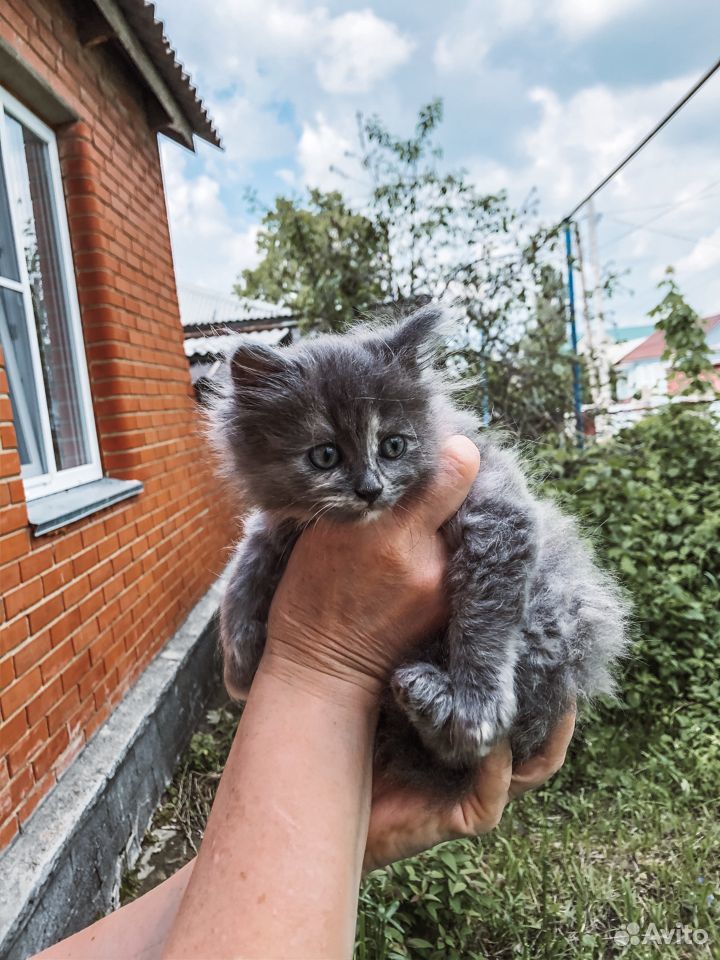 Домашняя кошка купить на Зозу.ру - фотография № 1