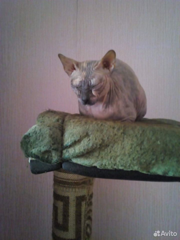 Кошка Васька купить на Зозу.ру - фотография № 3