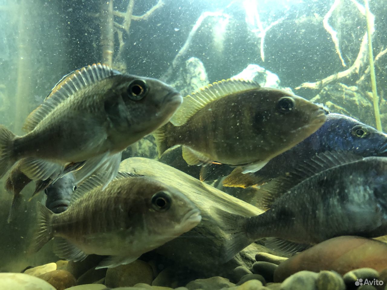 Большой готовый аквариум с рыбками купить на Зозу.ру - фотография № 1