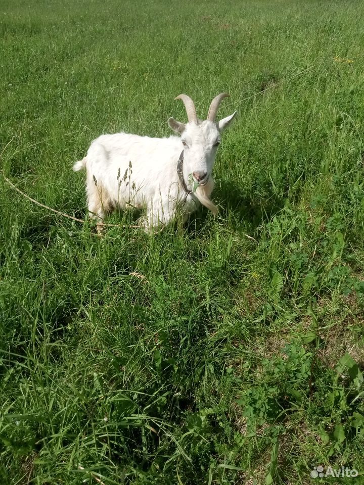 Продаются Нубийские козел и коза, и обычная коза купить на Зозу.ру - фотография № 4