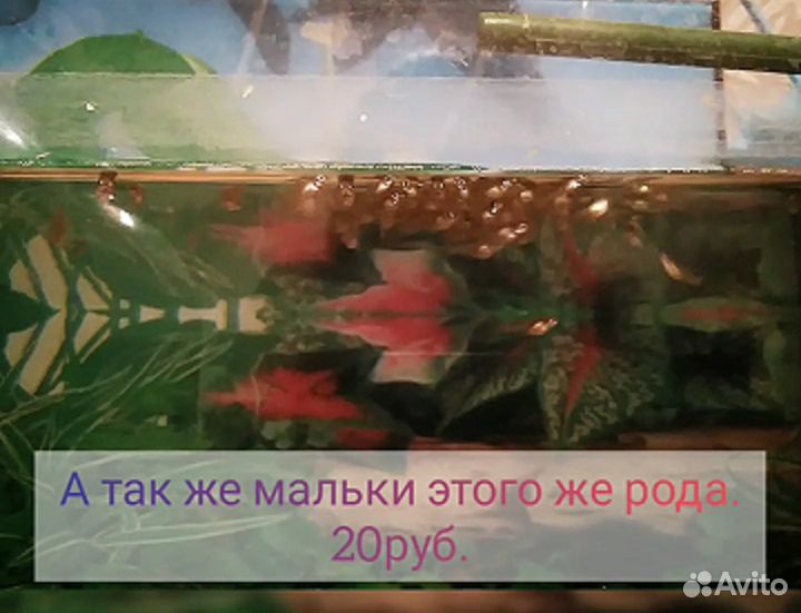Рыбки гуппи купить на Зозу.ру - фотография № 3