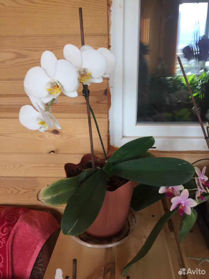 Орхидеи, женское счастье купить на Зозу.ру - фотография № 1