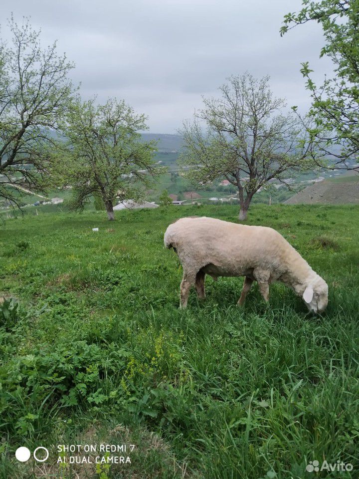 Овцы купить на Зозу.ру - фотография № 4