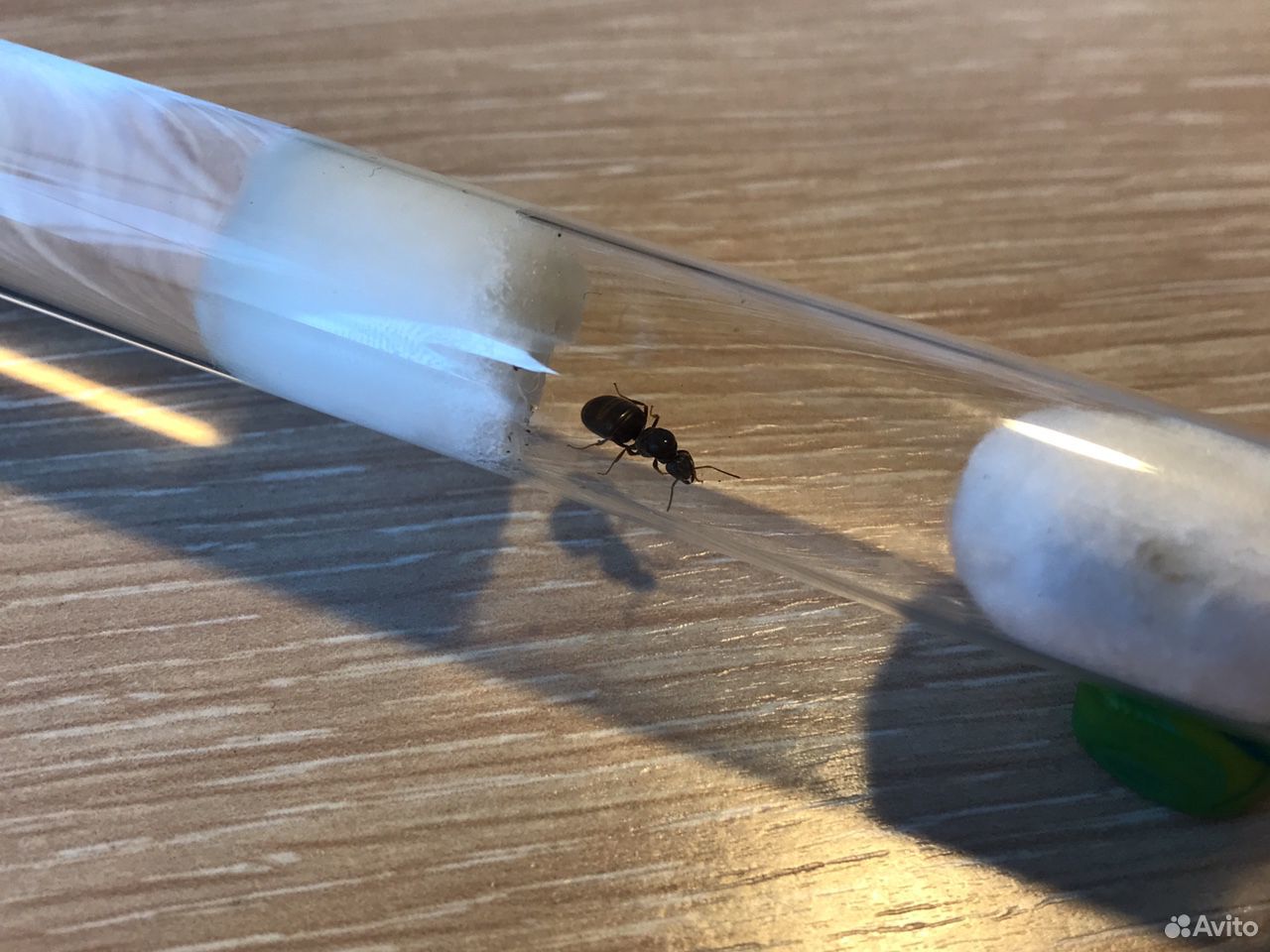 Матка муравьев вида Lasius Niger купить на Зозу.ру - фотография № 2