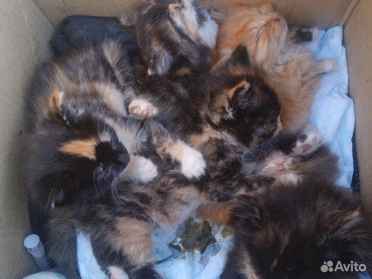 Котята найдены и славненько из канализации купить на Зозу.ру - фотография № 2