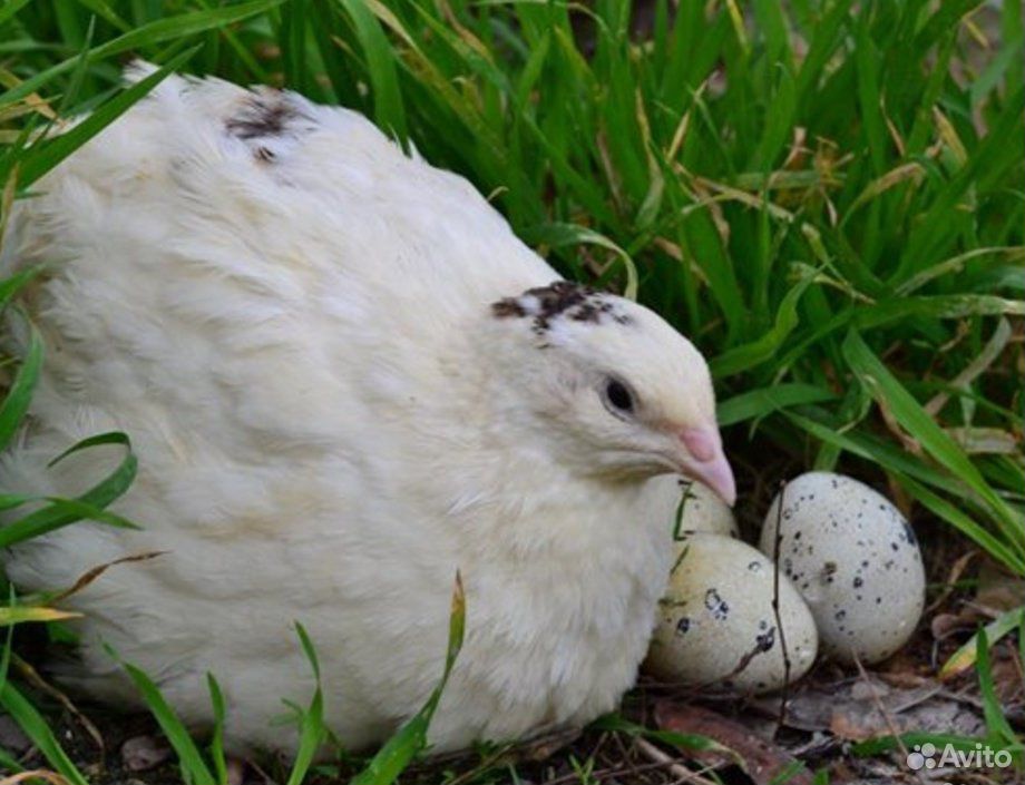 Мясо и яйцо перепелов купить на Зозу.ру - фотография № 1