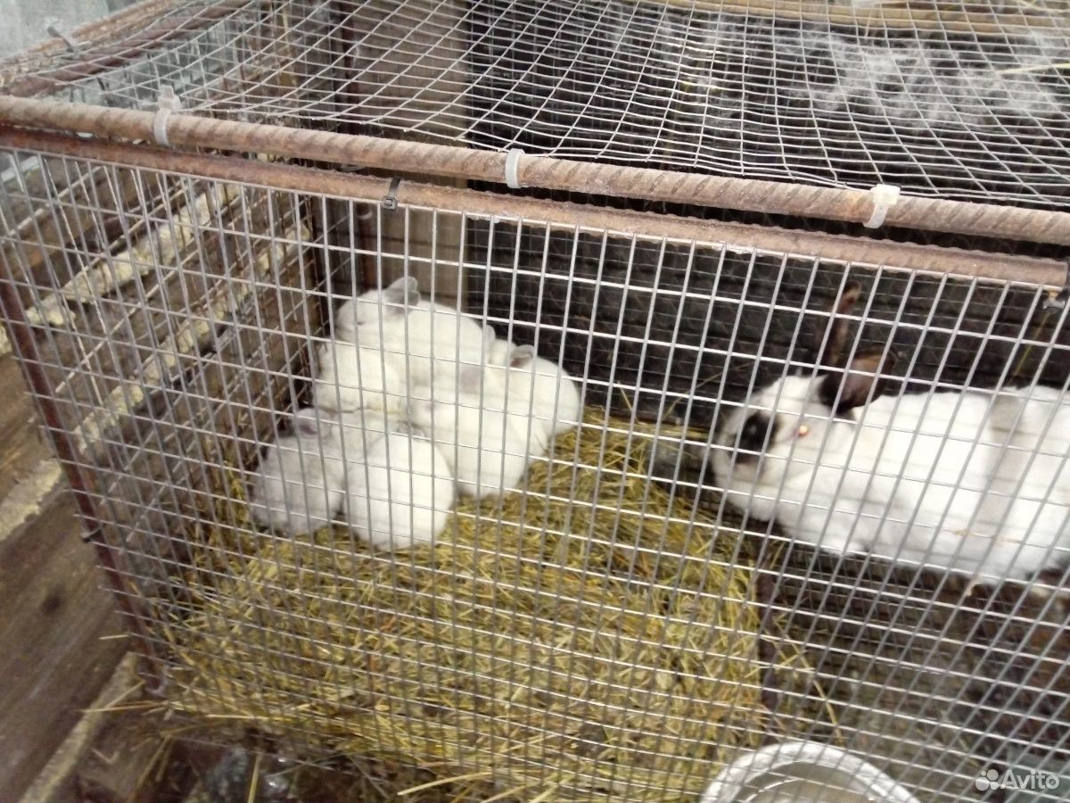 Кролики нзк, калифорния купить на Зозу.ру - фотография № 1
