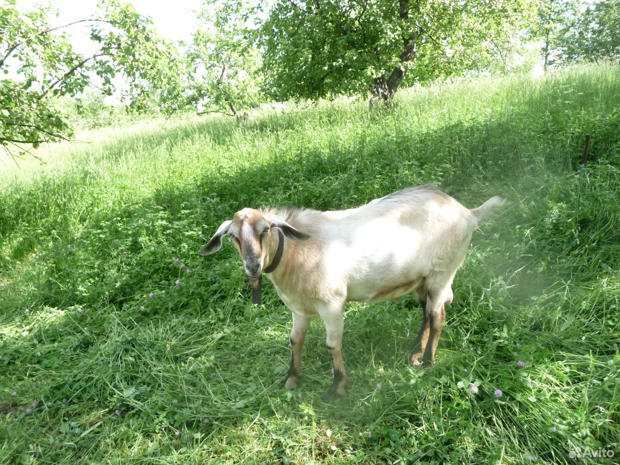 Коза дойная, козел альпо-нубийский купить на Зозу.ру - фотография № 3