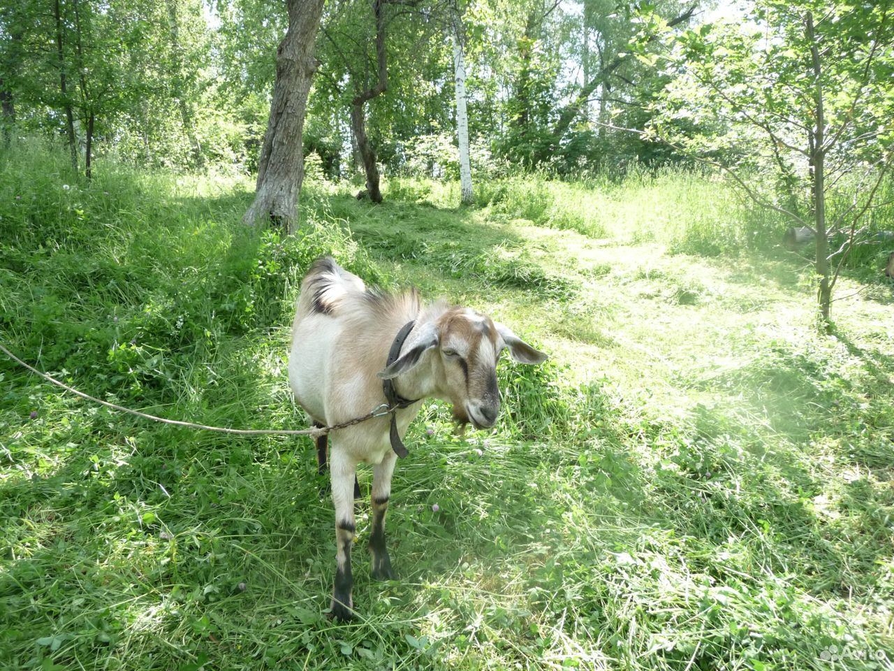 Коза дойная, козел альпо-нубийский купить на Зозу.ру - фотография № 4