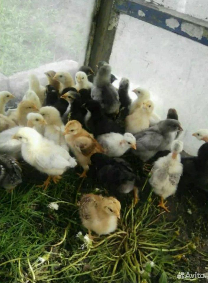 Цыплята от домашних курочек купить на Зозу.ру - фотография № 5