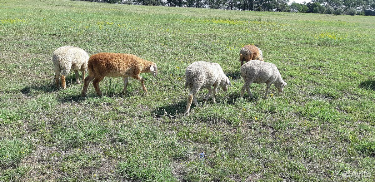 Овцы,ягнята купить на Зозу.ру - фотография № 4