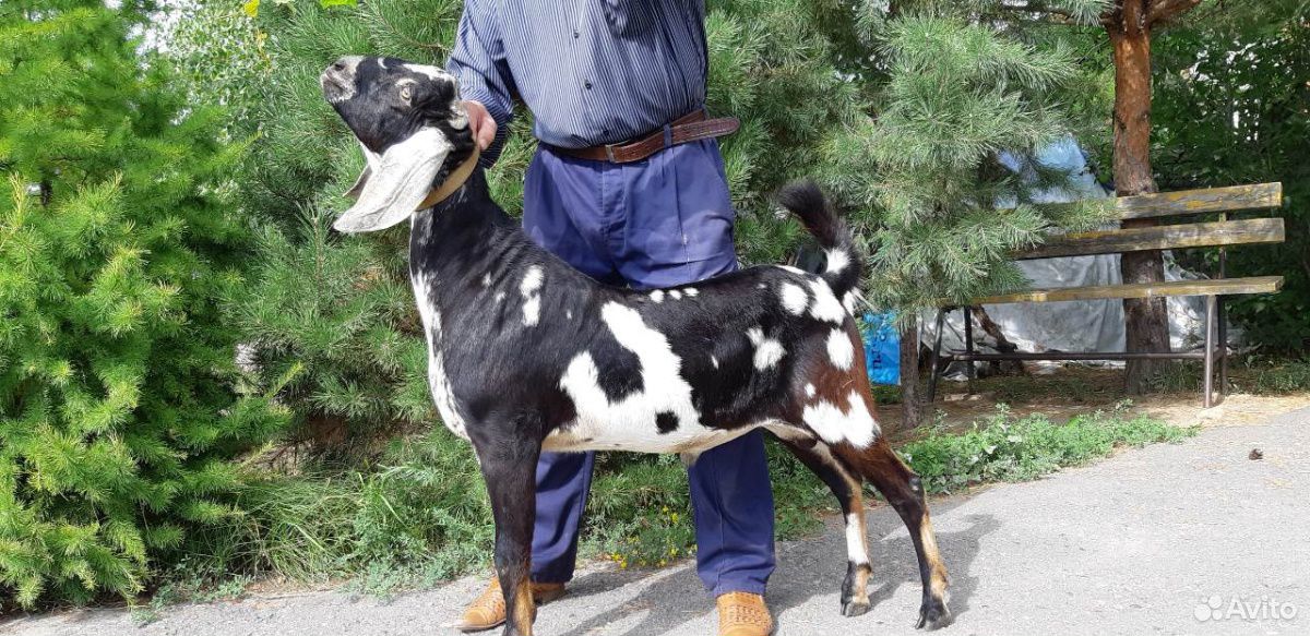 Продается чистокровный нубийский козел купить на Зозу.ру - фотография № 1