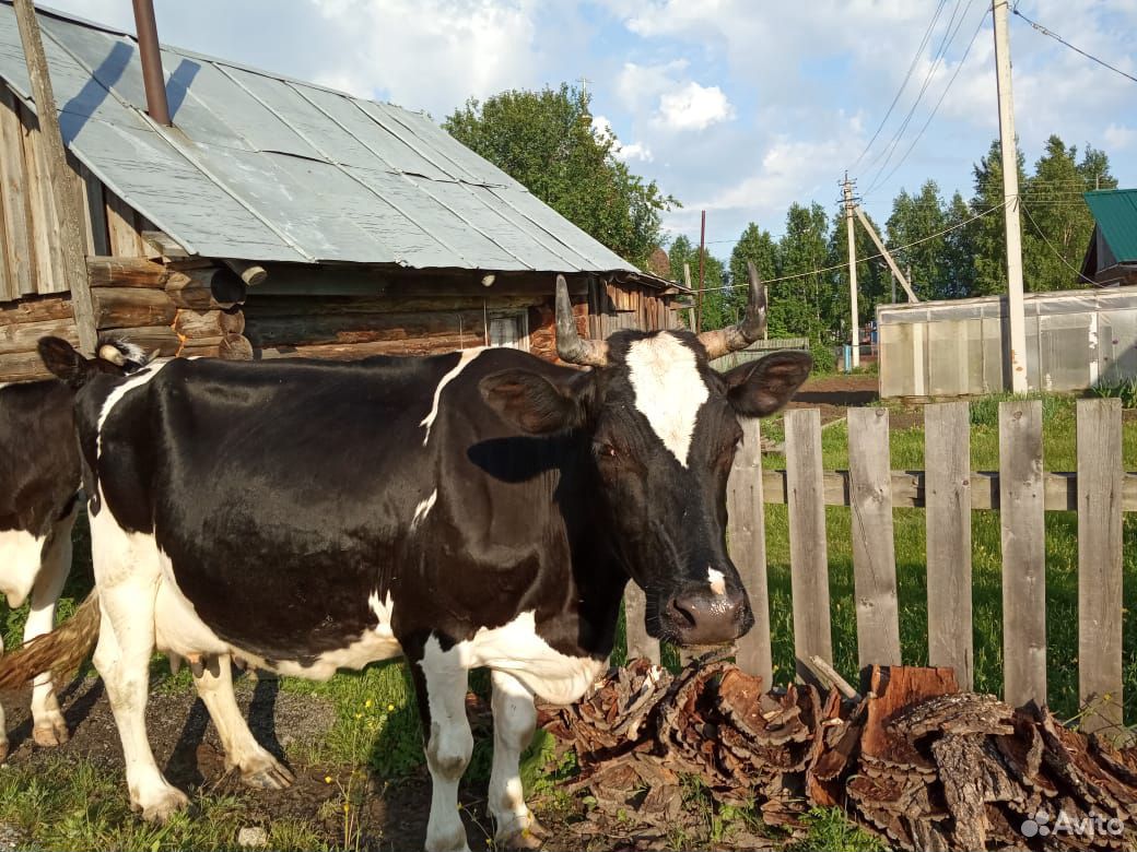 Продам двух стельных коров купить на Зозу.ру - фотография № 1