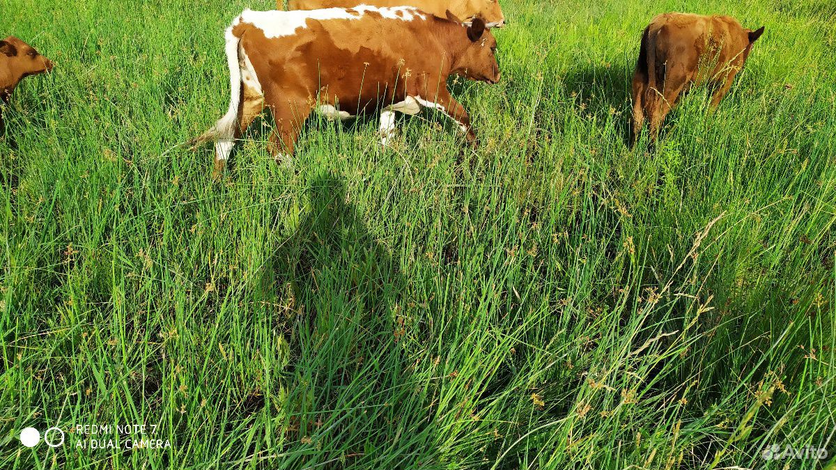 Коровы и телята купить на Зозу.ру - фотография № 1